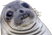 :seal