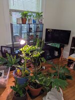 PXL_20220520_185513389.jpg