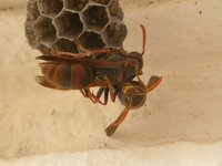 Polistes_humilis.jpg