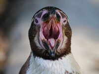 inside-of-a-penguisn-mouth.jpg
