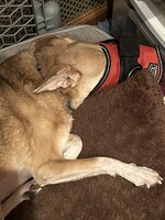 IMG_1213.jpeg