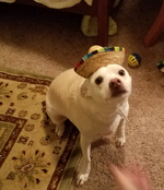 Ziggy.png