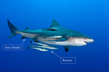41598_2021_94342_Fig1_HTML.png