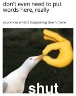Shut Seagull 3768.jpg