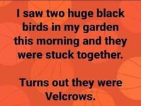 IMG_2751.jpeg