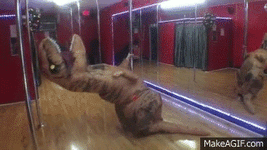 1000015526.gif