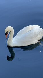 IMG_2064.jpeg