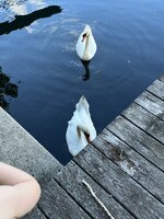 IMG_2068.jpeg