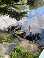 IMG_2070.jpeg